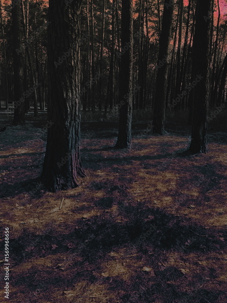 Fototapeta premium Dark pine woods, summer gloomy mood