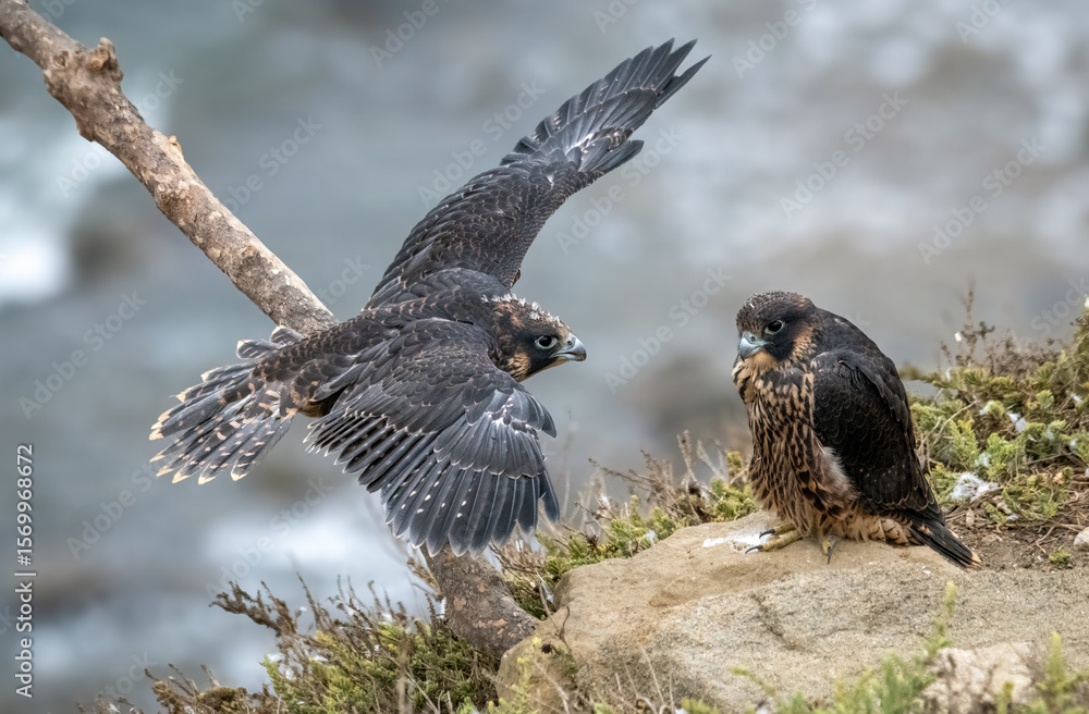 Fototapeta premium Juvenile peregrine falcons first flight - learning to fly - over the pacific ocean near Los Angeles