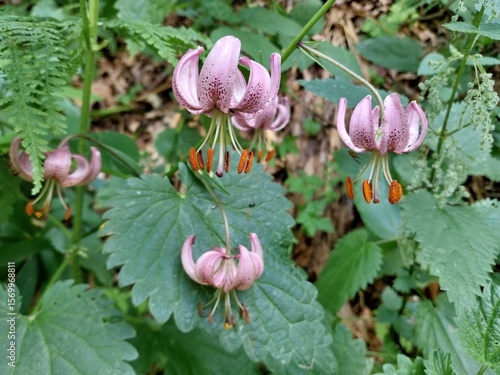 The martagon lily is a unique flower with traditional shaped petals