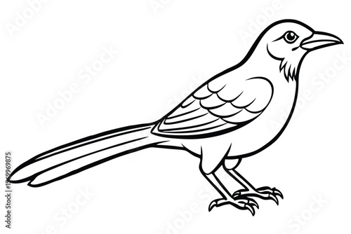 Detailed Mockingbird Illustration Side View Depicting Feathers, Beak, and Talons Outline Style