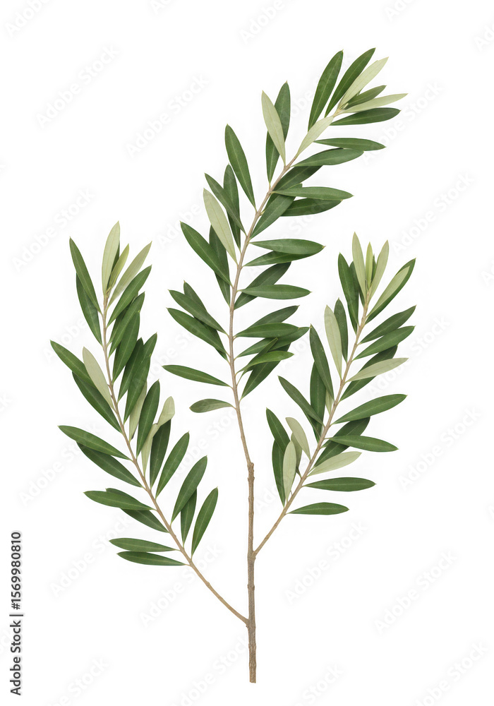 A vibrant green olive branch isolated on transparent background A vibrant green olive branch isolated on transparent background