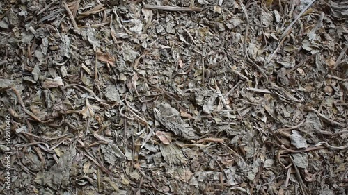 Raw whole dried Bacopa monnieri herb