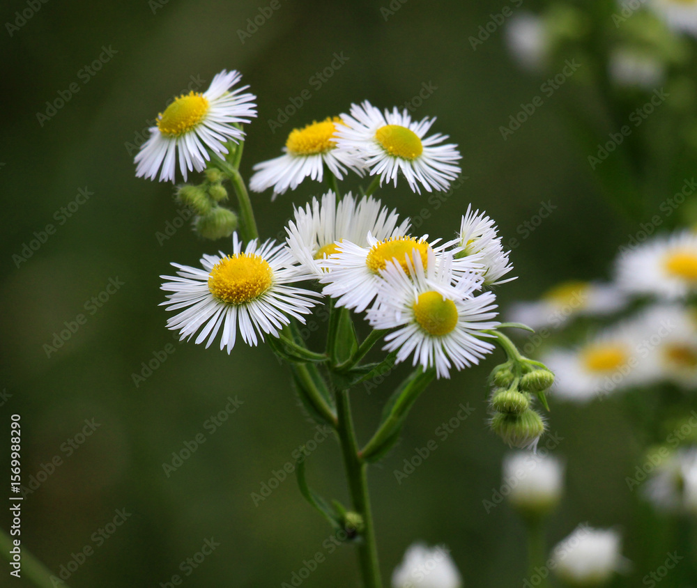 Fototapeta premium In the meadow, blooms in the wild Erigeron annuus