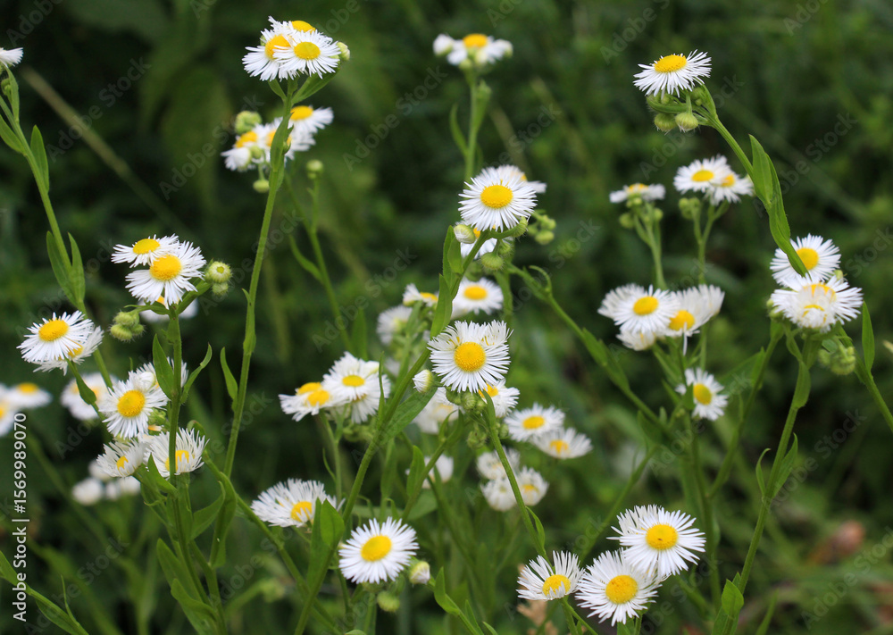 Fototapeta premium In the meadow, blooms in the wild Erigeron annuus