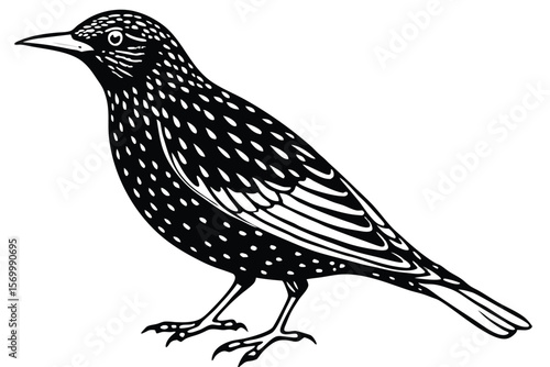 Vector illustration of a European Starling bird with detailed feather pattern