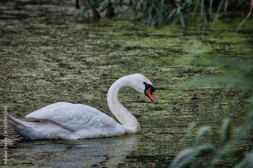 Fototapeta premium swan on the lake