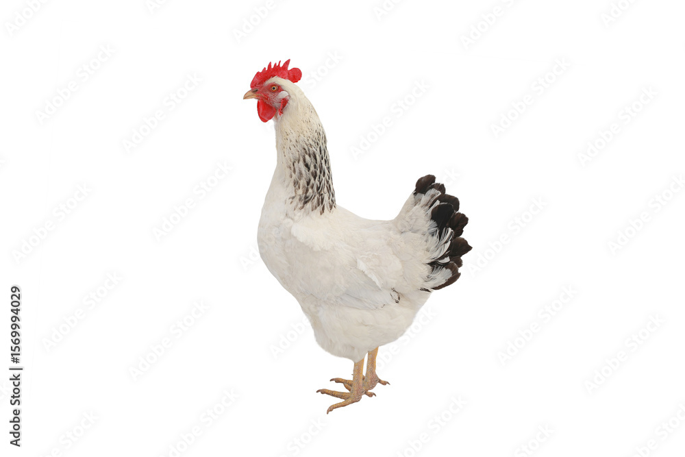 Fototapeta premium white chicken isolated on white background
