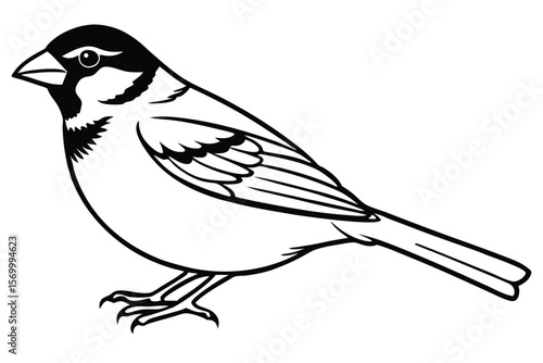 Outlined Drawing of a Sparrow with Black Head and Detailed Feathers Design
