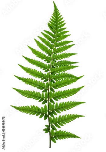 Single fern leaf, isolated on transparent background