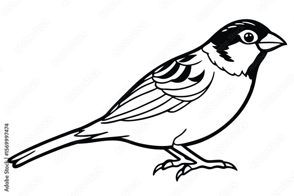 Fototapeta premium Sparrow Bird Vector Outline Drawing, Isolated Bird Illustration, Simple Bird Black and White