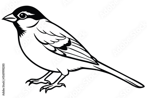 Detailed Monochrome Drawing of a Small Bird Standing with Sharp Claws Displayed