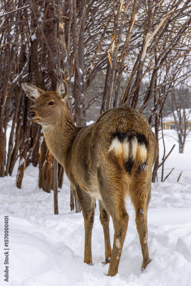 Fototapeta premium deer in winter forest