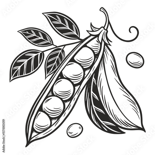 Bean Pod  Vector AI Line Art Food Symbol for Healthy Cooking & Nutrition Design