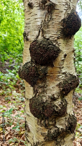 Birch tree trunk with dark burl formations in lush woodland