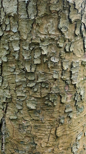 Close-up of cracked and flaking tree bark texture in woodland