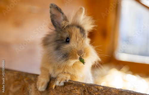 cute dwarf rabbit eating dandelions in rabbit hutch