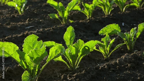 Farmers nurture lush sugar beet plants, showcasing vibrant greens in rich soil during a sunny afternoon, celebrating agricultural bounty.
