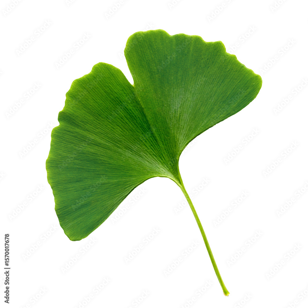 Fototapeta premium Ginkgo biloba leaf on white background for nature and health concepts