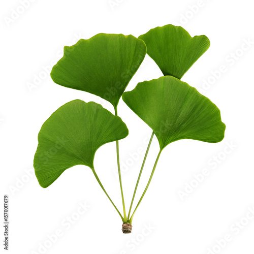 Ginkgo biloba leaves isolated on white background for nature and health concepts