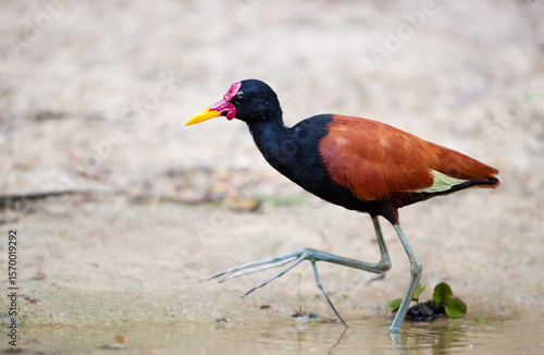 Wattled jacana looking for food in water on a river bank