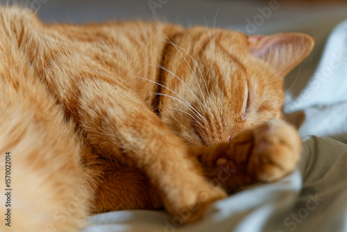 My beloved, although no longer young, ginger cat.
