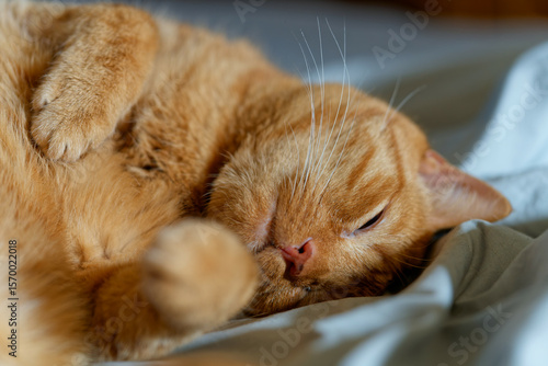 My beloved, although no longer young, ginger cat.
