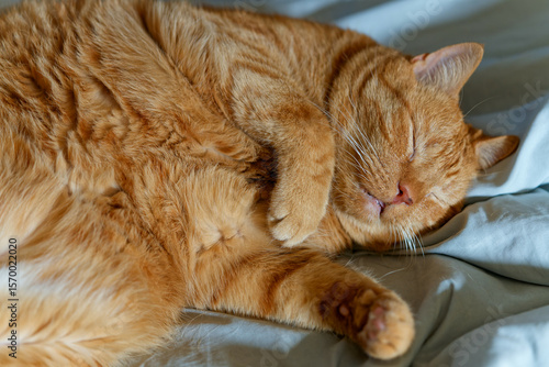 My beloved, although no longer young, ginger cat.
