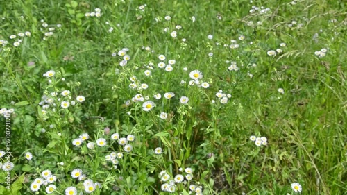 Wildflowers in a meadow in the wind