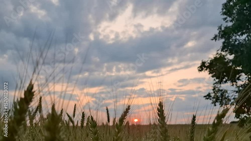 Sunset sky and wheat