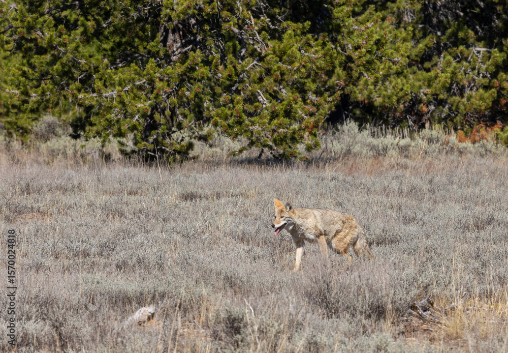 Coyote in Autumn in Wyoming Coyote in Autumn in Wyoming