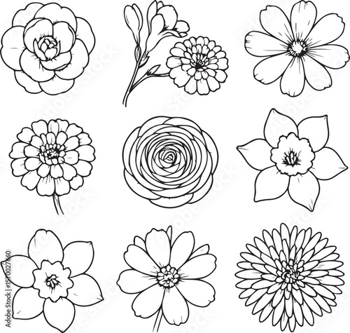 Collection of nine distinct floral line art illustrations featuring camellia rose daffodil zinnia and daisy outlines on a white background