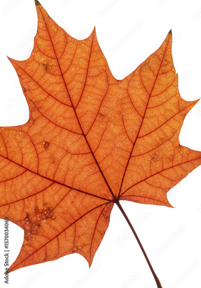Fototapeta premium A vibrant orange maple leaf isolated on transparent background