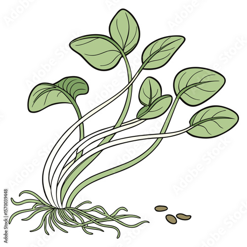 Bean Sprout  vector in AI format ideal for food, nutrition, vegan, and organic design projects.
