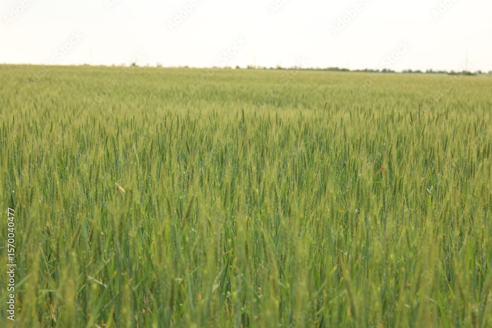 View of agricultural field with ripening wheat spikes. Space for text View of agricultural field with ripening wheat spikes. Space for text