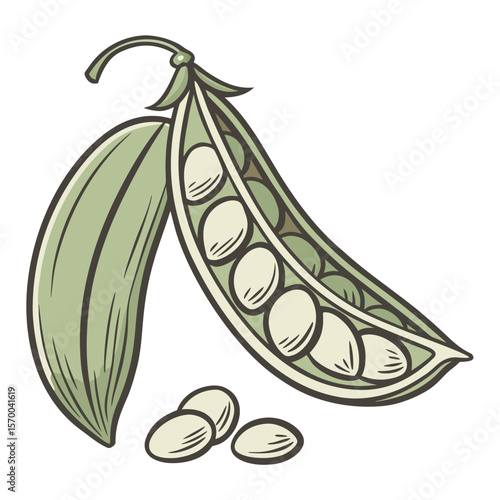 Lima Bean  vector in AI format ideal for food, nutrition, vegan, and organic design projects.