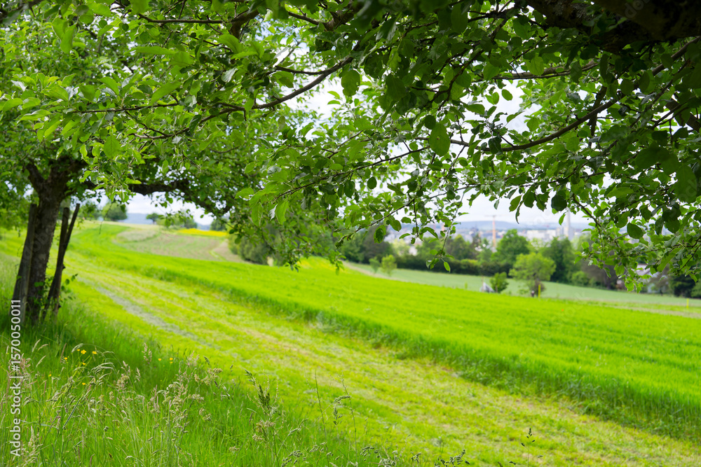 Fototapeta premium Scenic rural landscape with meadow and trees and Glatt Valley at Swiss city of Zürich on a cloudy spring day. Photo taken May 16th, 2025, Zurich Schwamendingen, Switzerland.