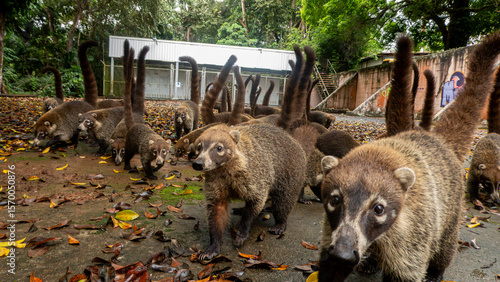 Fotografia White-nosed Coati (Nasua narica), Panama 2022