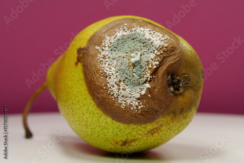 Rotting fruits. Over ripe and rotten pear, covered with mold and fungus