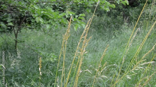 green grass in the wind
