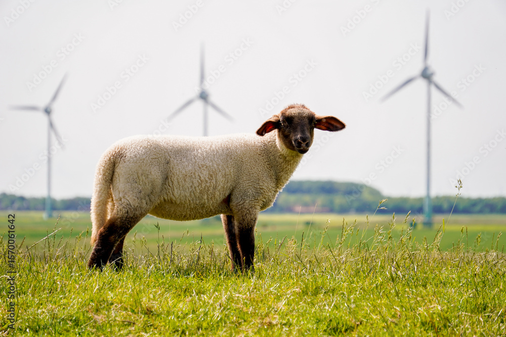 Naklejka premium Sheep peacefully on a grassy dike in Norddeich, northern Germany—classic North Sea coastal landscape with animals and open skies