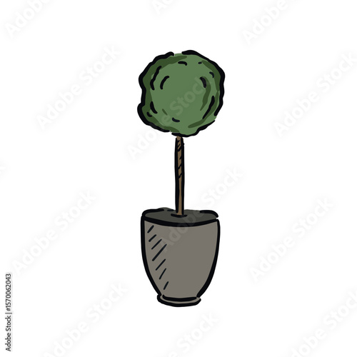 Box ball plant in a pot. Green bush.