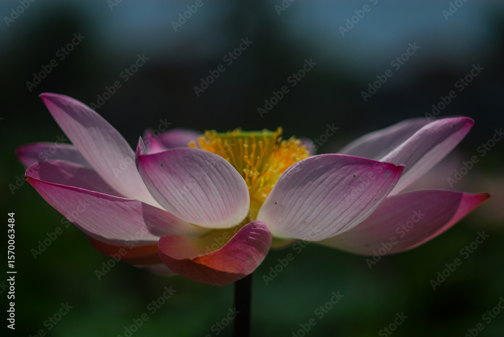 Fototapeta premium Pink Water Lily Fliwer. Close-up of a pink lotus flower in bloom with soft natural light and a dark blurred background, symbolizing purity and serenity.