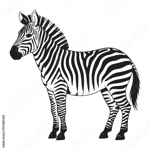 zebra vector illustration