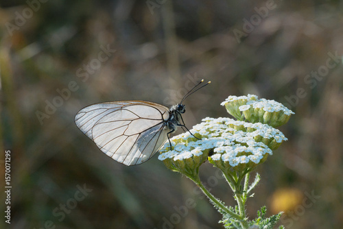 Wall Mural Pieridae / Alıç Kelebeği / Black-veined White / Aporia crataegi