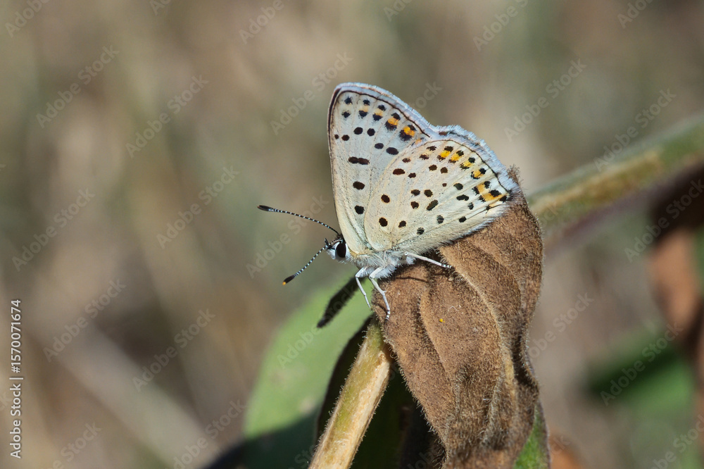 Obraz premium Lycaenidae / İsli Bakır / Sooty Copper / Lycaena tityrus