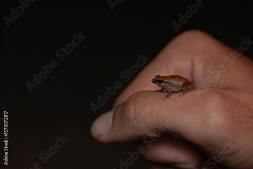 Cute and TIny Melodious Coquí Frog in the hand for size comparation.  Endemic tree frog to Puerto Rico.