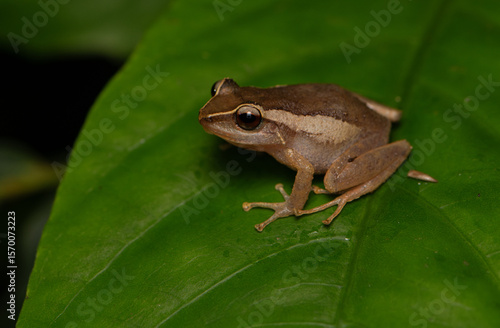Coquí tree frog on a green  leaf