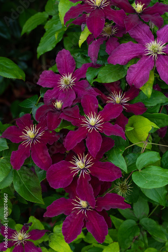 SUMMER GARDEN AUBERGINE COLOUR CLEMATIS PLANT IN FULL BLOOM 