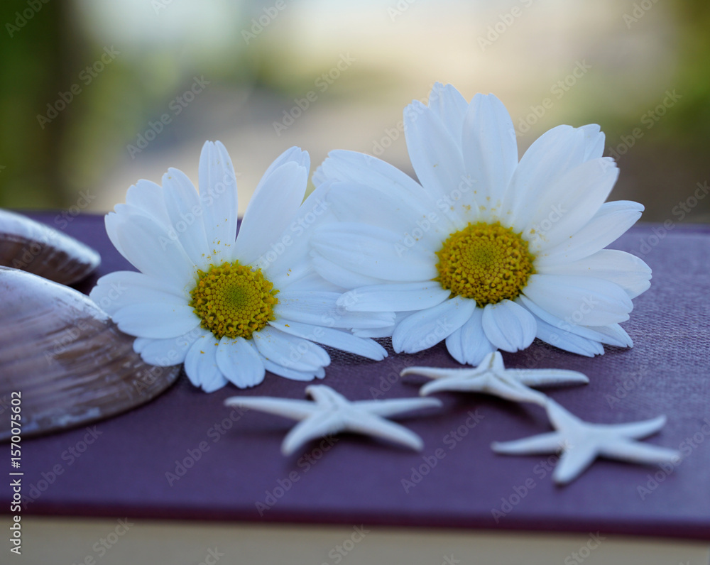 Obraz premium Two white daisies on the closed book with seashells and sea stars, summer holiday and summer love concept