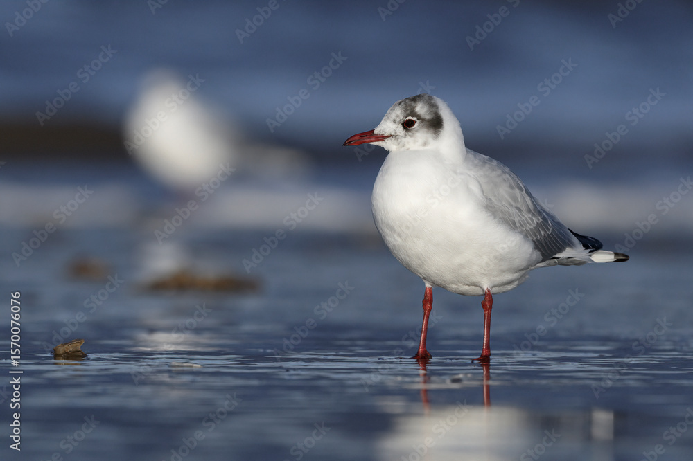 Black headed Gull, Larus ridibundus, adult winter plumage bird Black headed Gull, Larus ridibundus, adult winter plumage bird
